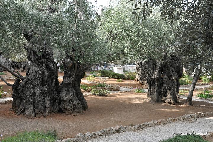 06 Stare drzewa oliwkowe.jpg